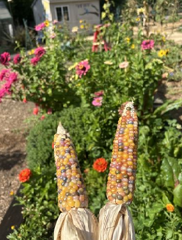corn
