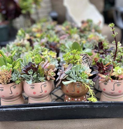succulents
