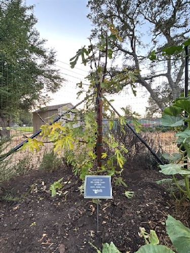 FIG#1